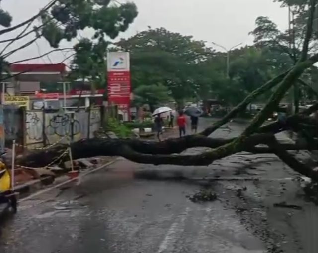 Pohon tumbang Ciater Tangsel