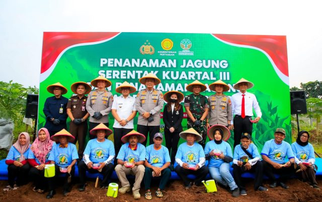 Tanam benih jagung