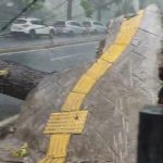Pohon roboh di Tangsel