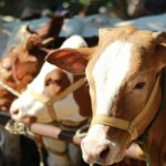 Kurban Idul Adha 2026