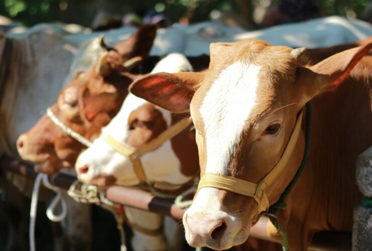 Kurban Idul Adha 2026