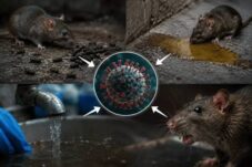 Hantavirus